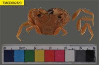 藏品(粗糙酋婦蟹)的圖片